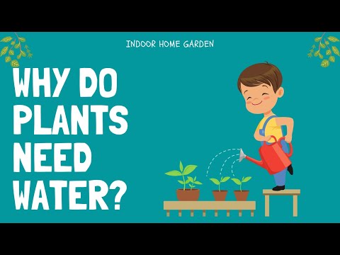 Video: Why Do Plants Need Water