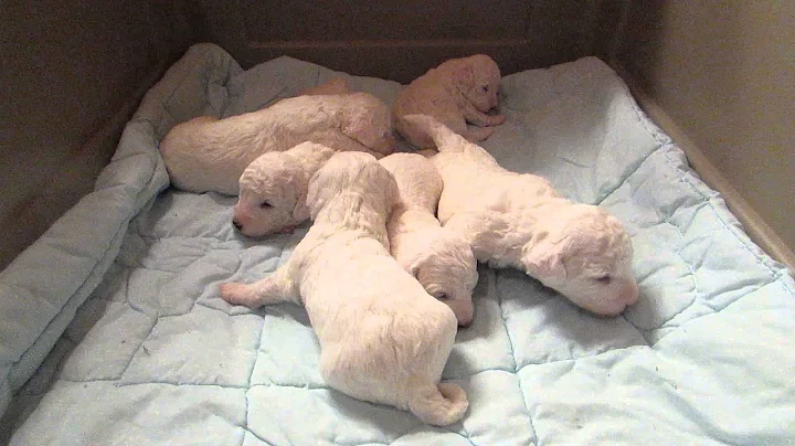 Safe Haven Bichon and Friends Rescue Frieda's Pupp...