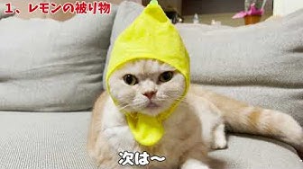 猫かぶりもの Youtube