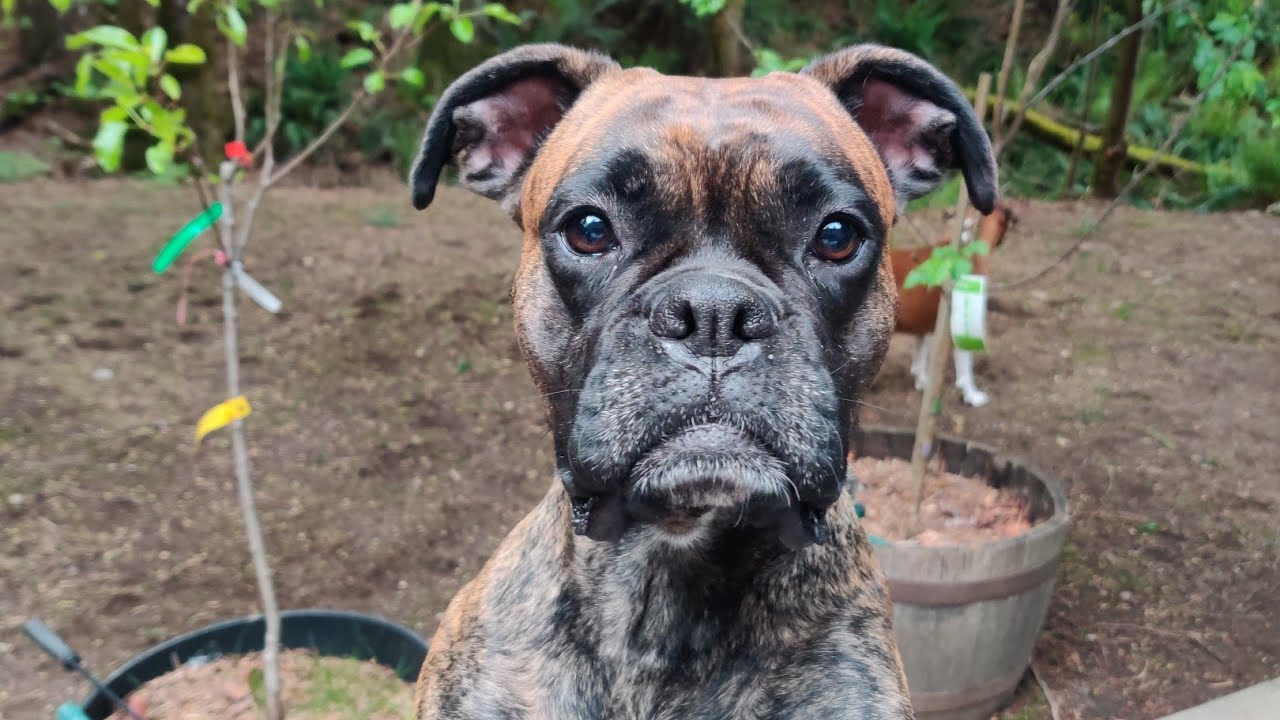 Karma the Boxer gets attacked! - YouTube
