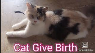 My cat delivery vlog|My cat giving birth 4 kittens|New born Kittens| cat|funny cat|cute & funny cat