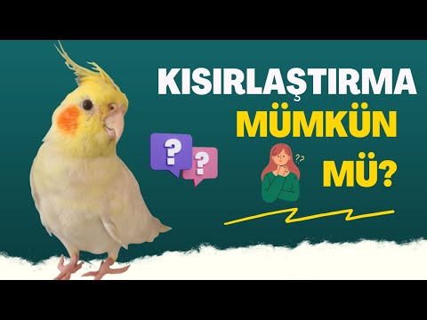 KUŞLARI KISIRLAŞTIRMAK MÜMKÜN MÜ? ( 3 SORUYA CEVAP)