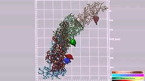 Analysis of synchronization of neuron activity with distance between neurons
