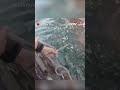 Entangled minke whale rescued from fishing ropes in Dalian