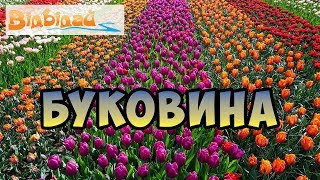 Буковина || Долина тюльпанів