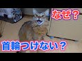 愛猫に首輪をつけていない理由について【ソマリ】