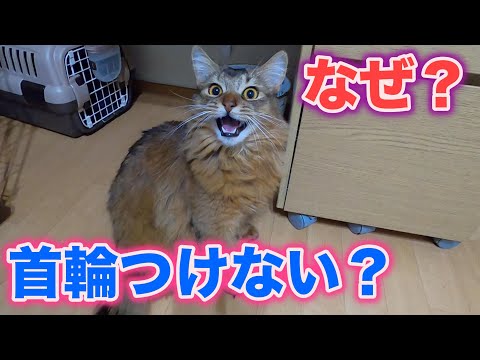 愛猫に首輪をつけていない理由について【ソマリ】