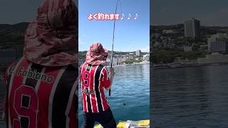 熱海🐟釣りメジナ大漁!!#釣り#fishing#魚釣り#魚#海釣り#メジナ#サンノジ#大漁#グレ