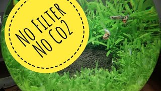 Planted Bowl with Carpet Seeds | No Filter, No CO2, No Ferts | Step by Step Tutorial