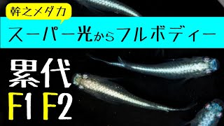 幹之メダカ スーパー光からフルボディーの子がどれだけ誕生しているか！F1F2にフルボディーの子がいるか確認しました！【メダカ飼育 072】