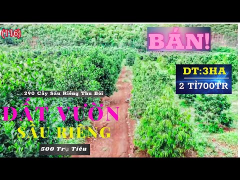 Video Bán Vườn Sầu Riêng|Hồ Tiêu|đăk nông|04 Năm Tuổi - youtube