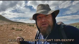 Tips for havesting Bitterroot and responsible desert foraging