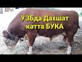 Мана сизга Узбекларди боккан БУКАЛАРИ