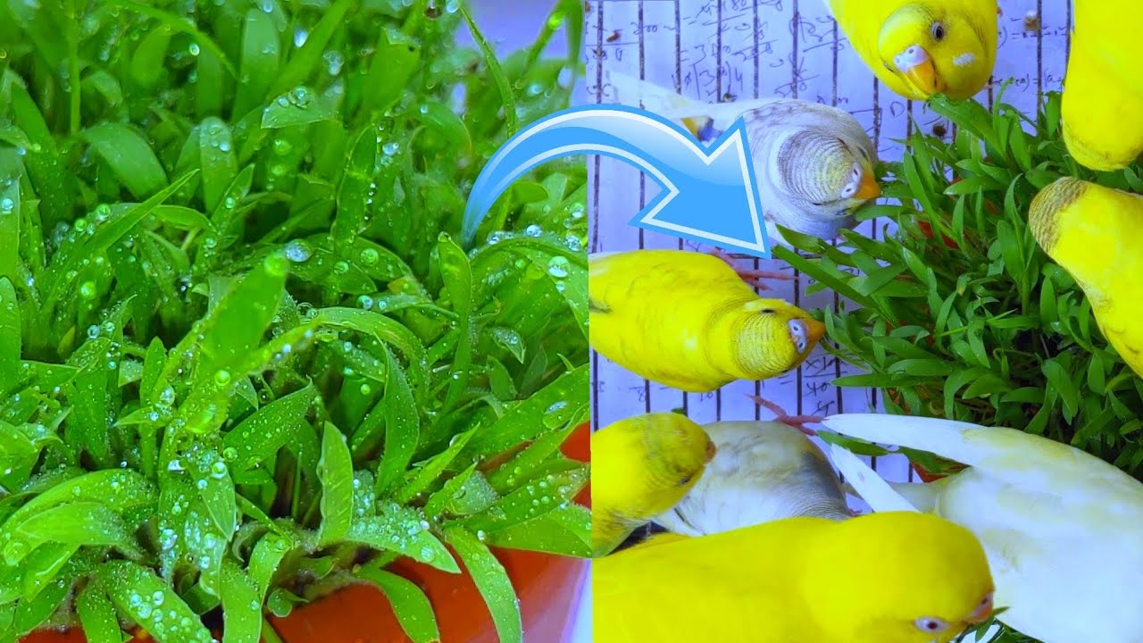 বাজরিগার পাখি পালন-ফেলে দেয়া খাবার থেকে ঘাসের চারা তৈরি।