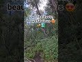 Beautiful views 😍✨️🏞 #shorts #nature #forest