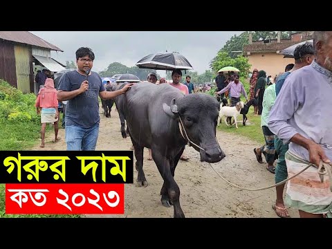 ভিডিও: মহিষের নিকেলের দাম কত?