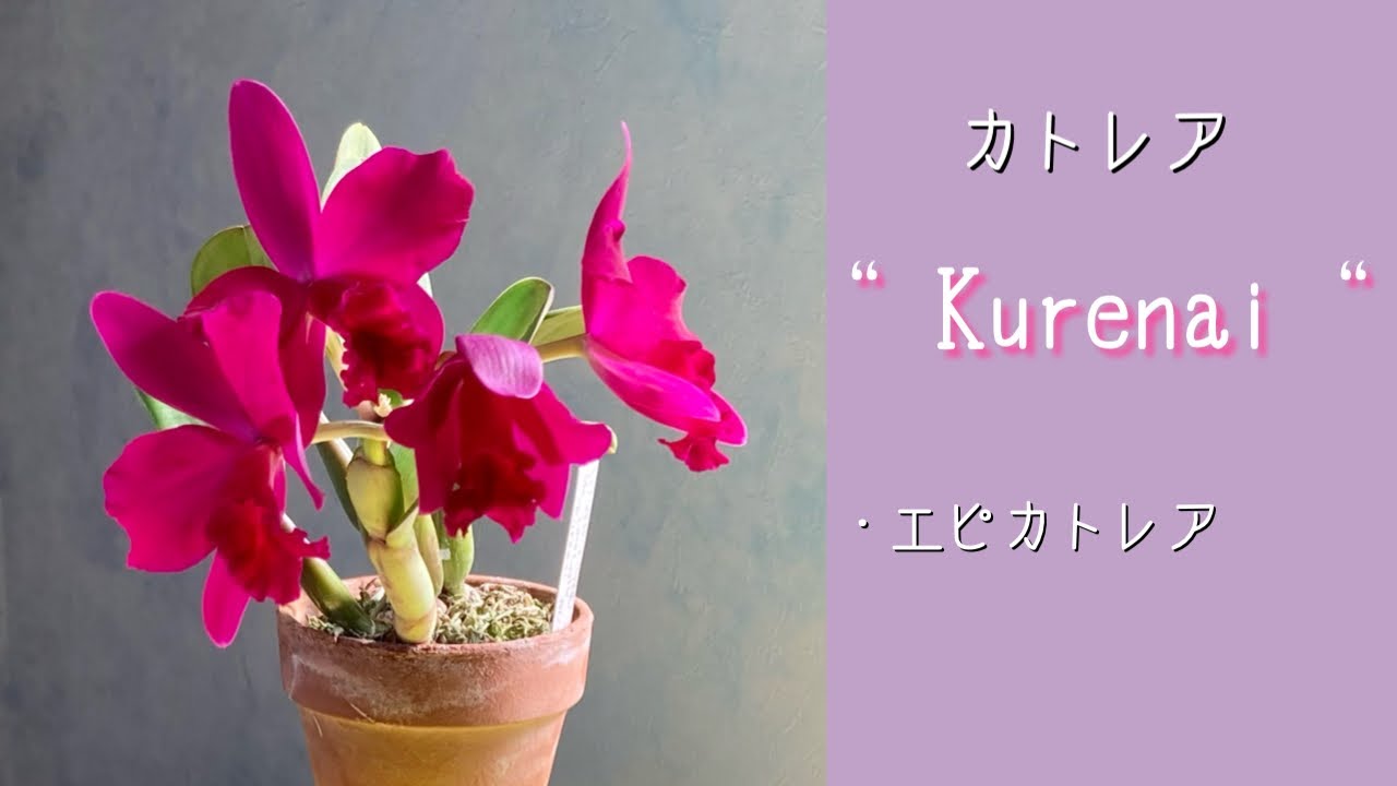 2022年5月26日 カトレア“ Kurenai “ パッと目を引く《くれない