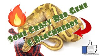 The Craziest Blackhead Red Gene x Pastel Lesser YB Update Wealth