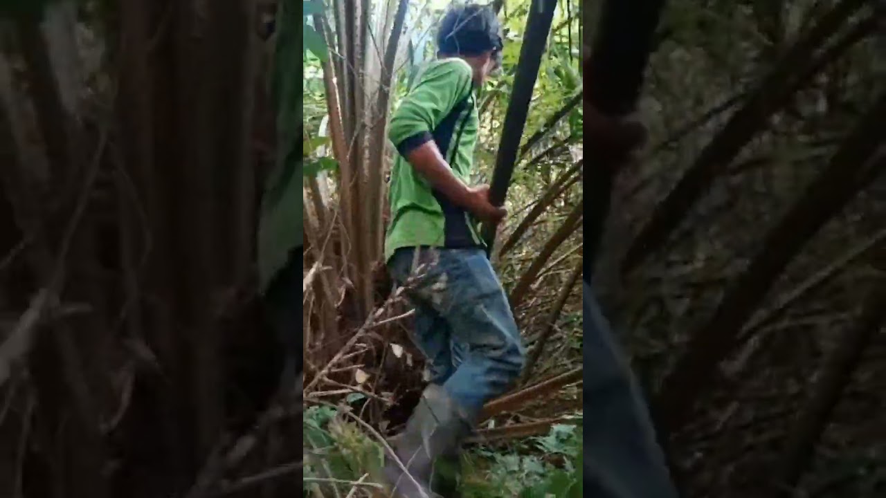 Pruning sawit rendah 💪