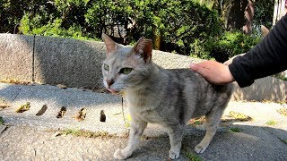 食後、満腹の猫達がゴロゴロと過ごす