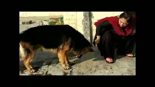 German Shepherd- Dolphus Cute Status Gsd