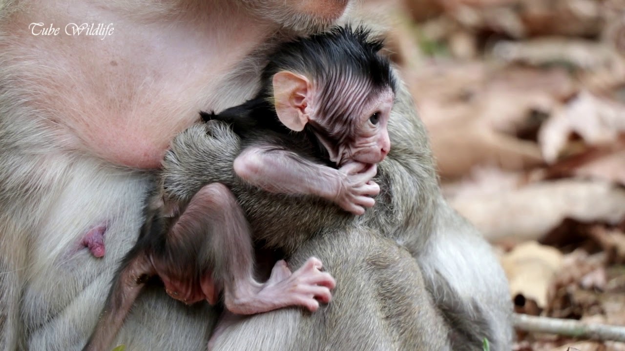 Adorable newborn Mona so huge & healthy / Mona baby so aggressive & lovely monkey baby