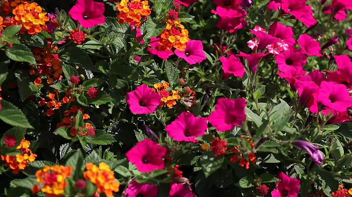 Bring On the Heat with Plants That Love Hot Weather - DayDayNews
