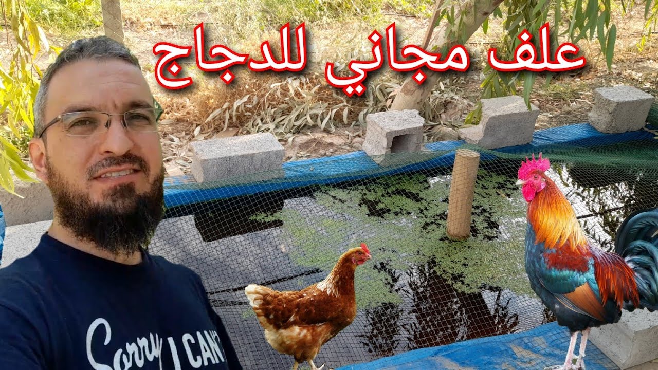 (51)زراعة عدس الماء او الايزولا خطوة خطوة مع الأسعار و بناء الحوض