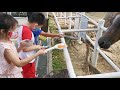 Feeding horse at gallop stable pasir ris park