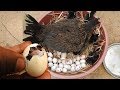 Hen harvesting eggs to chicks  chicken eggs to born new chicks