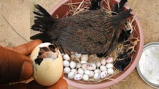 Hen Harvesting Eggs to Chicks  Chicken Eggs To Born New Chicks