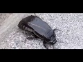 ゴキブリぽい虫だと思ったら オオゴキブリヽ(´Д`;)ノ