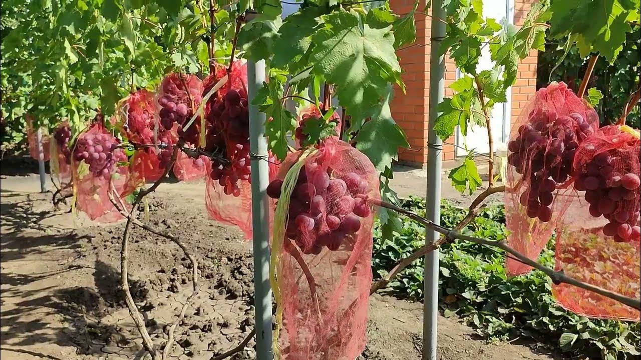 Саженцы винограда краснодарский край. Саженцы винограда.
