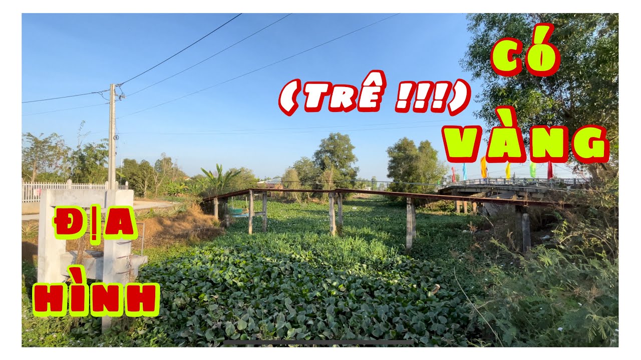 Câu CÁ RÔ ĐỒNG. Ăn Quen Trở Lại Con Kênh Lục Bình (Trê Vàng). Giật Sẩy Toàn Cá Bự Bự, Kéo Không Lên.