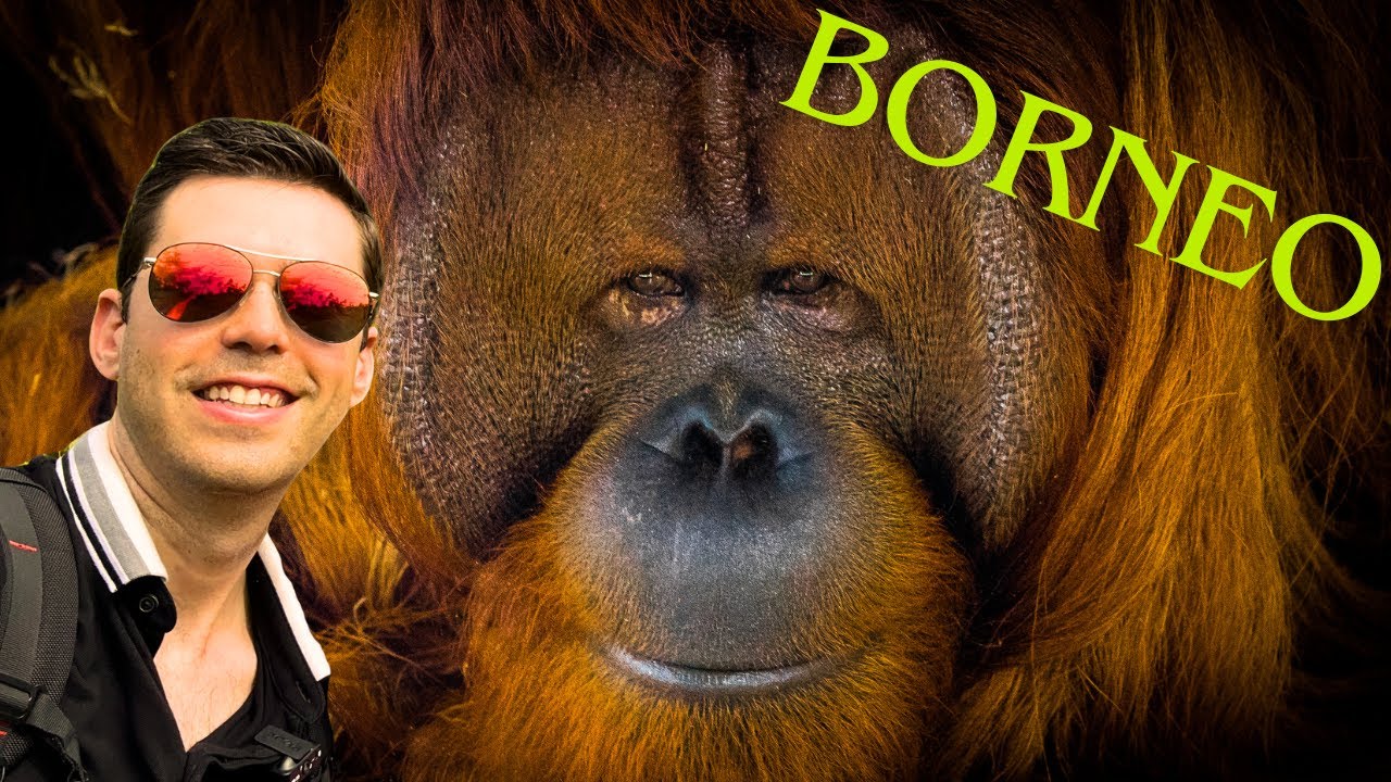 VIAJE A BORNEO: VISITÉ A LOS ORANGUTANES DE BORNEO. INDONESIA #2