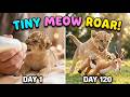 Day 1 Vs Day 120 Still Meowing Like A Kitten Abandoned Lion Cub S Adorable Sound Evolution 