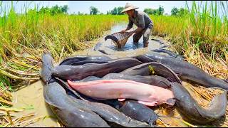Cara Tradisional Memancing Ikan Lele di Sawah Asia Tenggara - Menangkap Ikan Lele dan Ikan Albino yang Langka