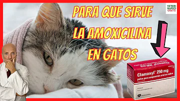 ¿Qué puedo ponerle a mi gato en caso de infección cutánea?