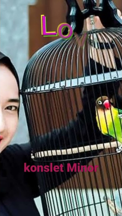 Lovebird ngekek panjang konslet minor mangap 1 menit