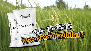 ปุ๋ย สูตร 15 15 15 ใช้รับรวงข้าวได้ไหม?