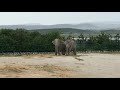 Магда и Дженни гармонично смотрятся на фоне Крымских гор! Elephants in the Crimean Taigan!