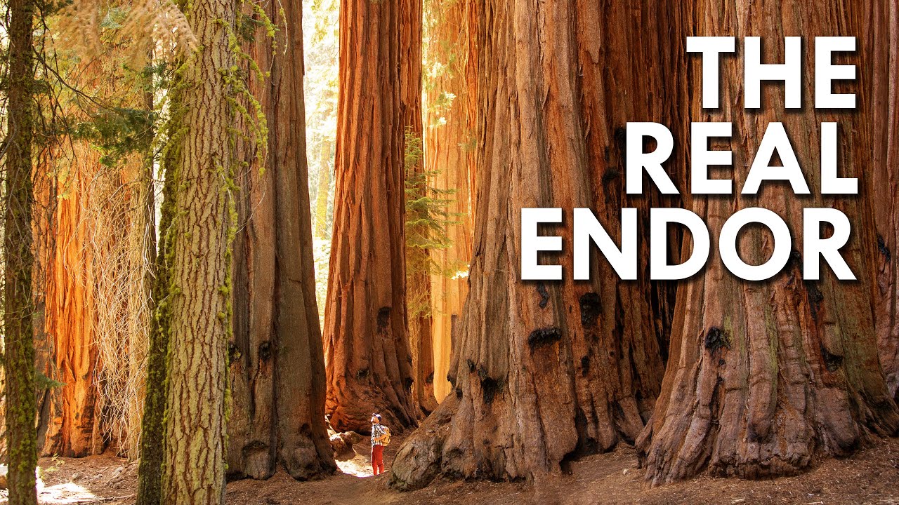 Giant Sequoias: Sci-Fi Trees You Don’T Need To Go To A Galaxy Far Far Away To See