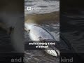 Flash flood runoff kills 2,500 trout at Minersville Reservoir, wildlife officials estimate
