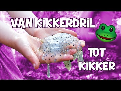 VAN SLIJMERIG KIKKERDRIL, TOT COOLE KIKKERS!! [kikkervisjes vangen & verzorgen] ♥DeZoeteZusjes♥