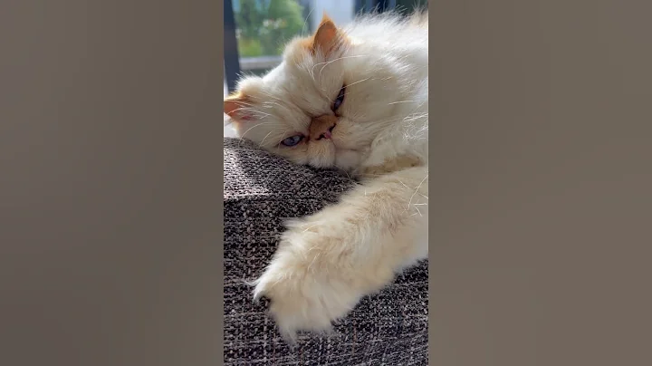 Video 7969631: sweet himalayan persian cat