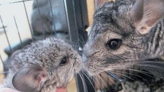 Baby Chinchilla Squeaks! screenshot 4