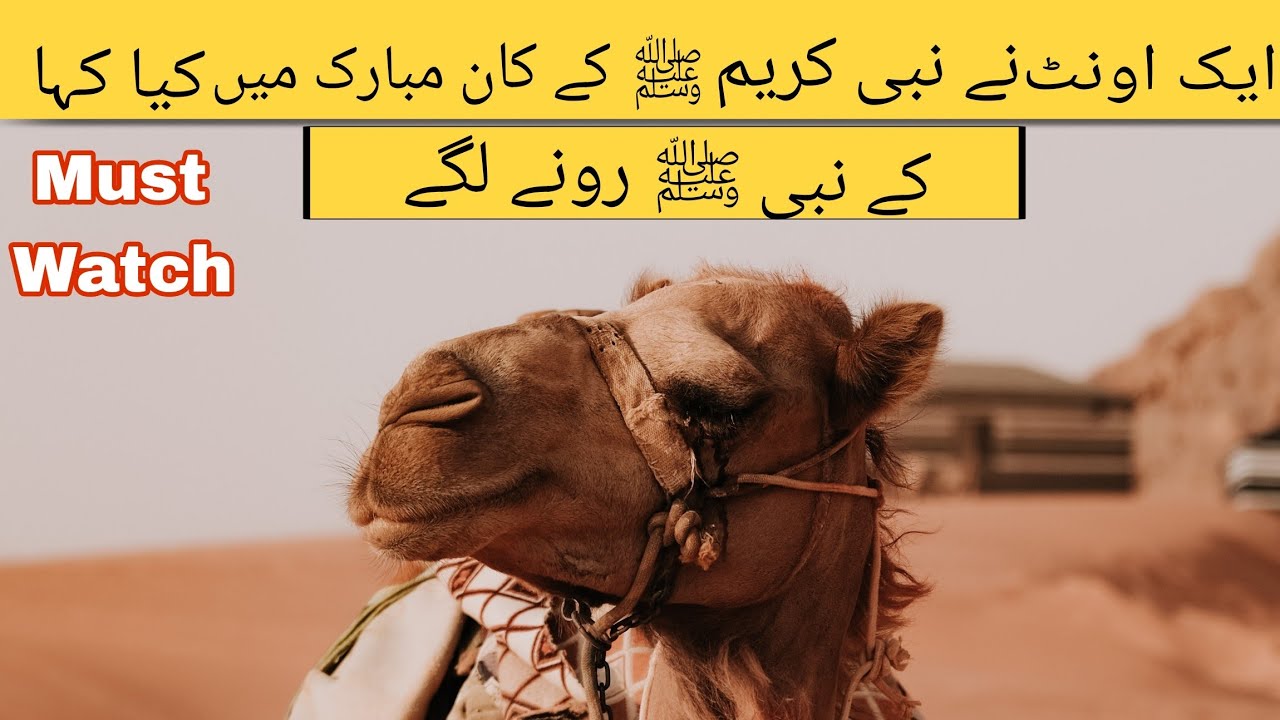 Nabi Paakﷺ Aur Oont Ka Waqya || Aik Oont Ne Muhammadﷺ Ke Kaan Mubarak Me Kya Kaha? || Ahmad Ali