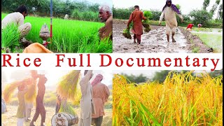 Rice farming  | Rice Full Documentary in Punjab Village | Agriculture In Pakistan | Village Vlog