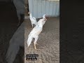 parrot Beak Aseel