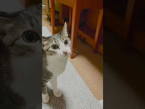 挨拶しただけ猫 - Cat’s greetings - #Shorts